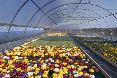 فيلم حماية من الأشعة فوق البنفسجية لمدة 5 سنوات للقرنفل